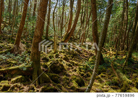 (山梨県)青木ヶ原樹海の木々と木漏れ日 (山梨県)青木ヶ原樹海の木々と木漏れ日 77659896