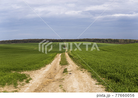 Field of young green wheat seedlings. Sprouts of young barley or wheat that have sprouted in the soil. Close up on sprouting rye on a field. Sprouts of rye. Agriculture, cultivation. 77660056