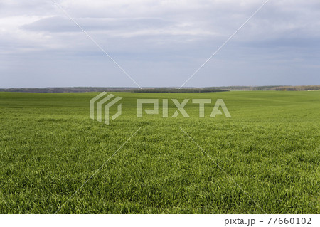 Field of young green wheat seedlings. Sprouts of young barley or wheat that have sprouted in the soil. Close up on sprouting rye on a field. Sprouts of rye. Agriculture, cultivation. 77660102