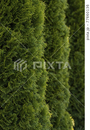 Green hedge of thuja trees. Closeup fresh green branches of thuja trees. Evergreen coniferous Tui tree. Nature, background. 77660136