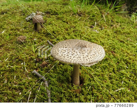 ヘビキノコモドキ ヘビキノコモドキ 77660289