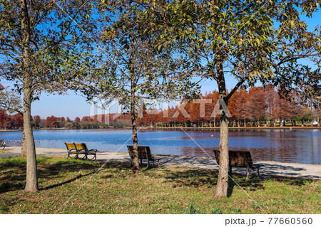 芝 公園 ベンチ 公園 紅葉 グリーン 休憩 鮮やか さわやか グリーン 湖 ブルー 美しい 綺麗	 77660560