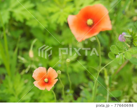 荒川河川敷のナガミヒナゲシ 荒川河川敷のナガミヒナゲシ 77660698