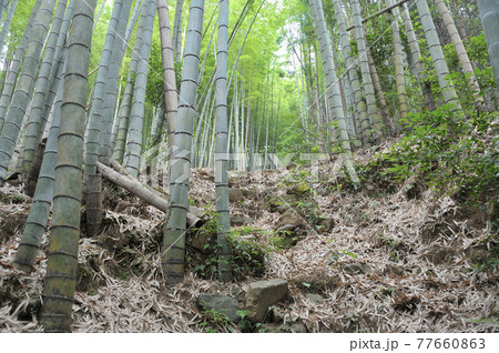山を登ると竹林 77660863