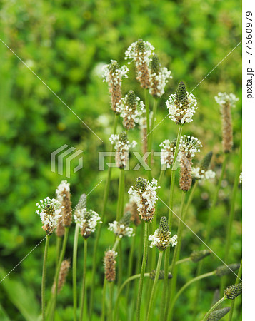 荒川河川敷のヘラオオバコ 77660979