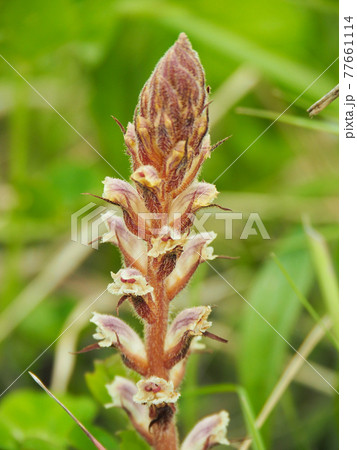 荒川河川敷のヤセウツボ 荒川河川敷のヤセウツボ 77661114