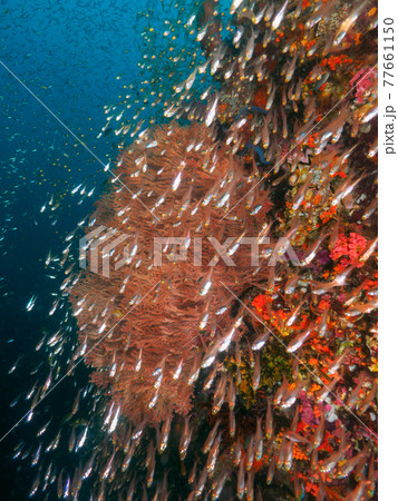 ウミウチワと小さな海水魚の群れ (リチェリューロック、スリン海洋国立公園、タイ王国) ウミウチワと小さな海水魚の群れ (リチェリューロック、スリン海洋国立公園、タイ王国) 77661150