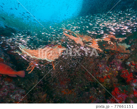 ウミウチワと小さな海水魚の群れ (リチェリューロック、スリン海洋国立公園、タイ王国) 77661151