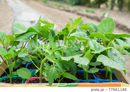野菜の苗 野菜の苗 77661186