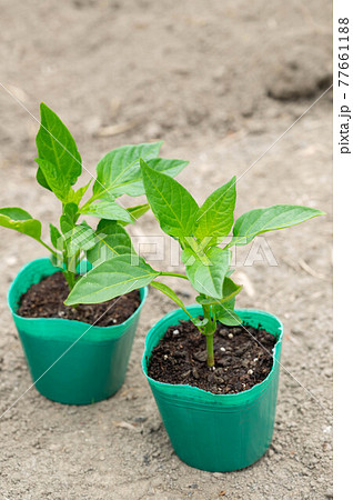 ピーマンのポット苗 77661188