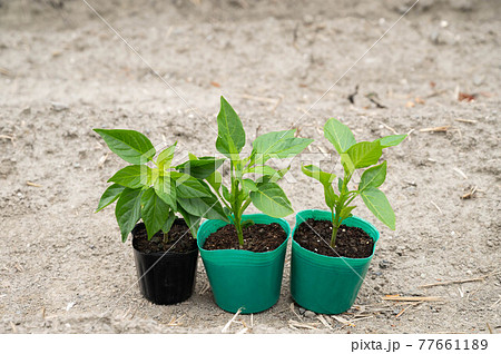夏野菜のポット苗 夏野菜のポット苗 77661189