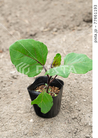 なすのポット苗 77661193