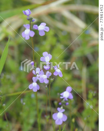 荒川河川敷のマツバウンラン 荒川河川敷のマツバウンラン 77661452