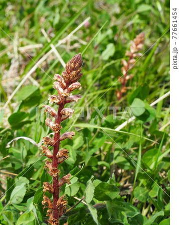 荒川河川敷のヤセウツボ 荒川河川敷のヤセウツボ 77661454