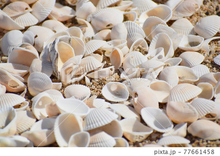 海岸に打ち上がったたくさんの貝殻 77661458