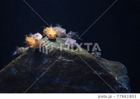 ナメダンゴ 77661803