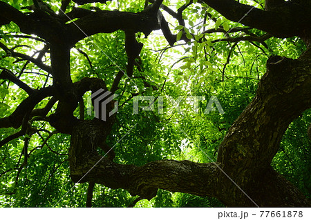 水生植物園みずの森 77661878