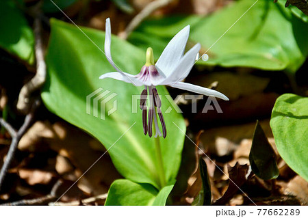 白いカタクリ 白いカタクリ 77662289