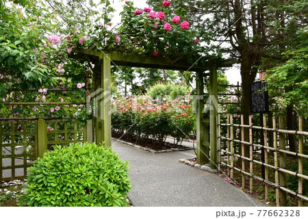 神奈川県立大磯城山公園　旧吉田茂邸地区のバラ園と新緑 77662328