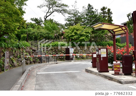神奈川県立大磯城山公園 旧吉田茂邸地区駐車場入口とバラの花と新緑 神奈川県立大磯城山公園 旧吉田茂邸地区駐車場入口とバラの花と新緑 77662332