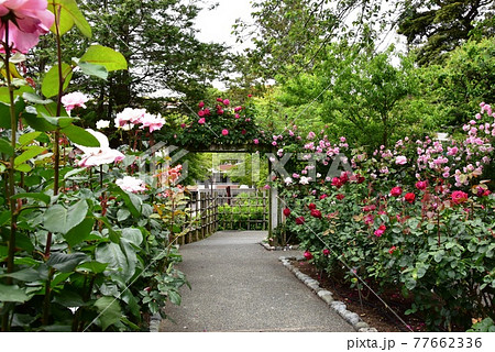 神奈川県立大磯城山公園　旧吉田茂邸地区のバラ園と新緑 77662336