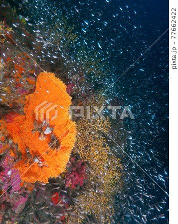 ウミウチワと小さな海水魚の群れ (リチェリューロック、スリン海洋国立公園、タイ王国) 77662422