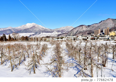 りんご畑越しに新湯田中温泉/高社山方面を望む(長野県山ノ内町)【2021.1】 りんご畑越しに新湯田中温泉/高社山方面を望む(長野県山ノ内町)【2021.1】 77662478