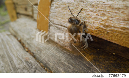 Close-up of the bees crawling. Bees and beehive and bee. Bees crawling out of a beehive. 77662479