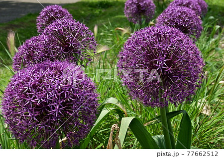 アリウムスターマイン ネギ科 の花の写真素材