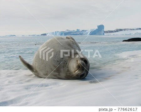海氷で寝そべるウェッデルアザラシ 海氷で寝そべるウェッデルアザラシ 77662617