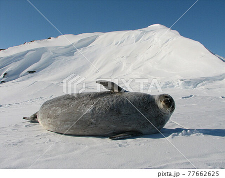 海氷上のウェッデルアザラシ 77662625