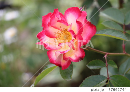 薔薇 ベティブープ 薔薇 ベティブープ 77662744