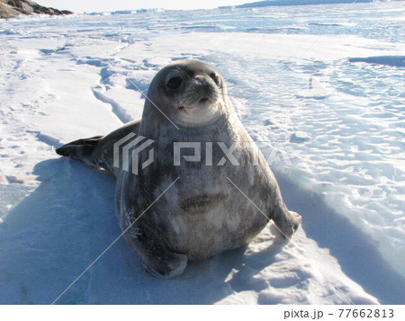海氷上のウェッデルアザラシ 海氷上のウェッデルアザラシ 77662813