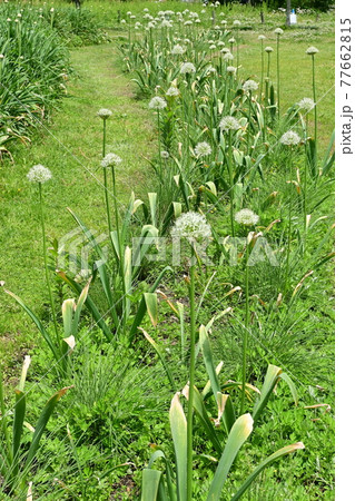 アリウムホワイトジャイアント（ネギ科）の花 77662815