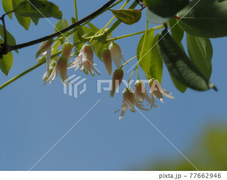 初夏の風にゆれるムベの花 初夏の風にゆれるムベの花 77662946