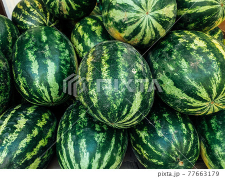 lots of sweet ripe watermelons to eat as a background lots of sweet ripe watermelons to eat as a background 77663179