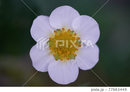 苺の花 苺の花 77663449