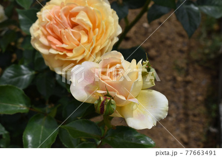 淡い桃色の春のバラ 77663491