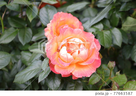 薔薇フェローシップ 薔薇フェローシップ 77663587