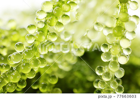 沖縄県産 海ぶどう 沖縄県産 海ぶどう 77663603