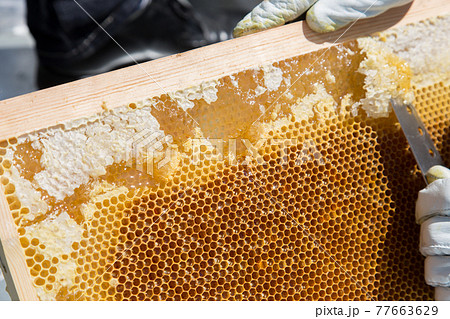 はちみつの採集 はちみつの採集 77663629