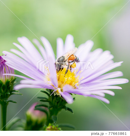 Close up picture of bee gathering pollen on purple flower 77663861
