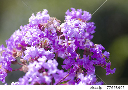 サルスベリ 百日紅 の木がピンク色の花を咲かせています の写真素材