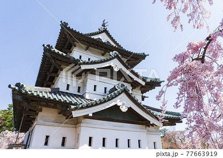 【青森県】弘前城天守と桜 【青森県】弘前城天守と桜 77663919
