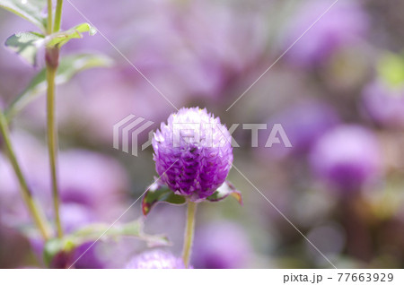 公園にピンク色のセンニチコウの花が咲いています。学名はGomphrena globosaです。 77663929