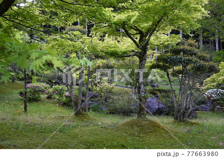 春の「万葉の里 味真野苑」散策 日本の古き良き癒しの庭園を歩く 春の「万葉の里 味真野苑」散策 日本の古き良き癒しの庭園を歩く 77663980