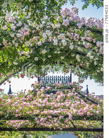 ガーデンの春薔薇 ガーデンの春薔薇 77664033