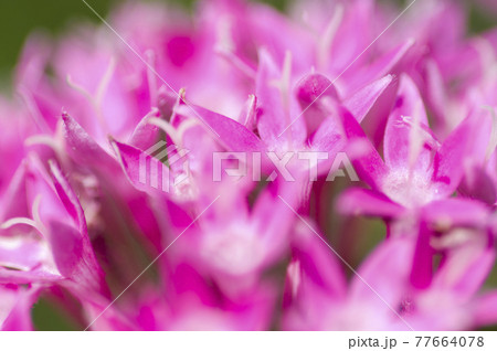 公園の花壇にピンク色のペンタスの花が咲いています。学名はPentas lanceolataです。 77664078