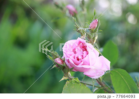 薔薇の女王ダマスクローズ 77664093