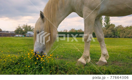white camargue horse with long blonde mane eats grass flowers in beautiful evening sunset white camargue horse with long blonde mane eats grass flowers in beautiful evening sunset 77664306